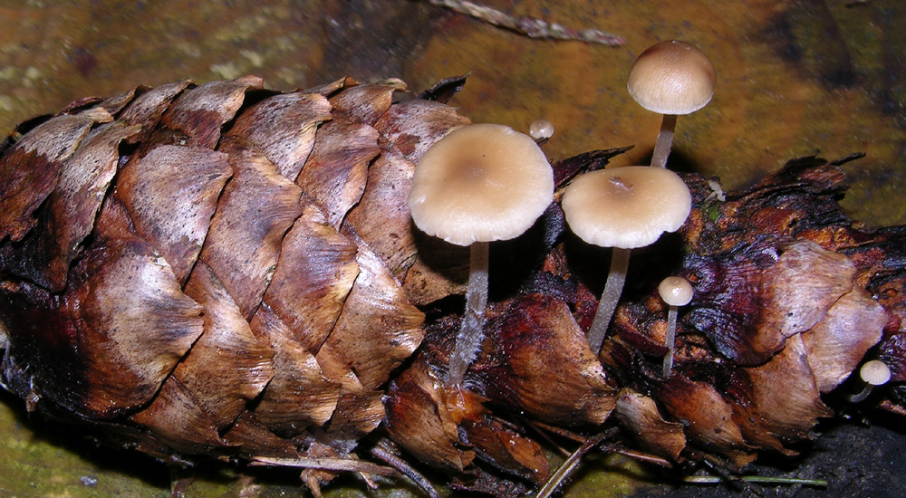 Qualche fungo � arrivato.